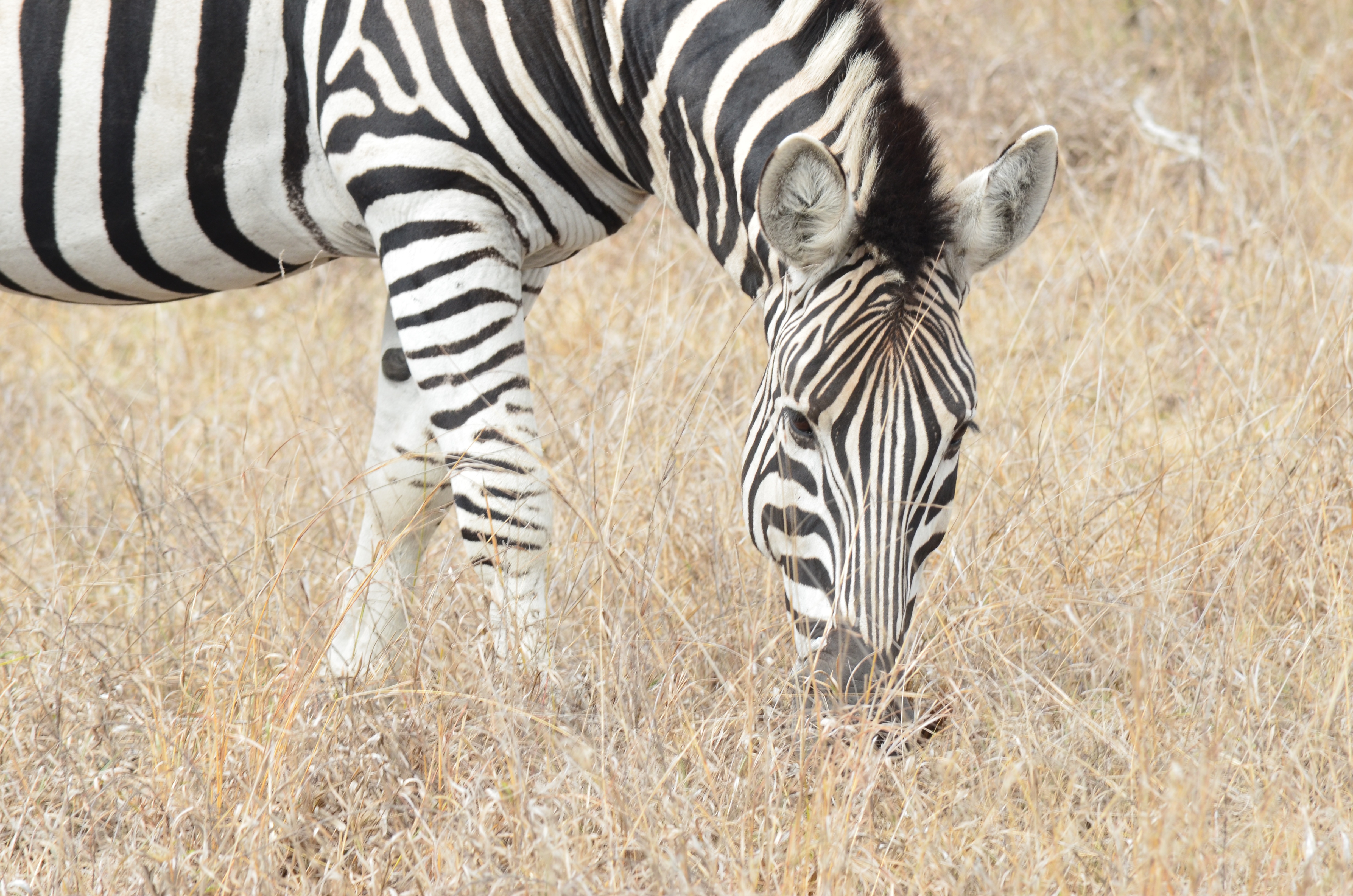 Полосатые животные фото Free Images : prairie, wildlife, fauna, savanna, zebra, savannah, grassland, ver