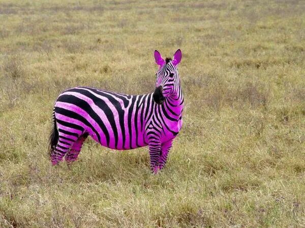 Полосатые животные фото Ответы Mail.ru: a kakogo cveta zebra