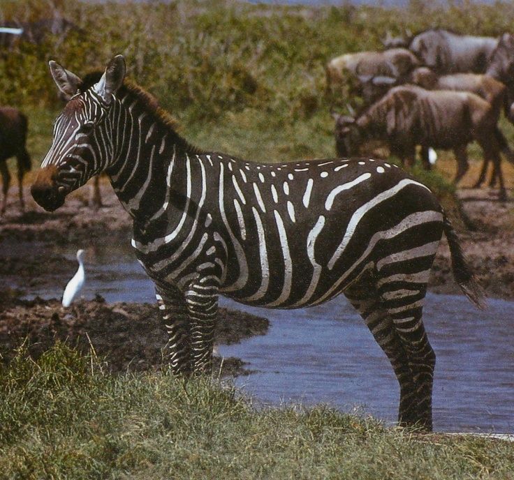 Полосатые животные фото I Spy Animals Animals, Unusual animals, Zebras