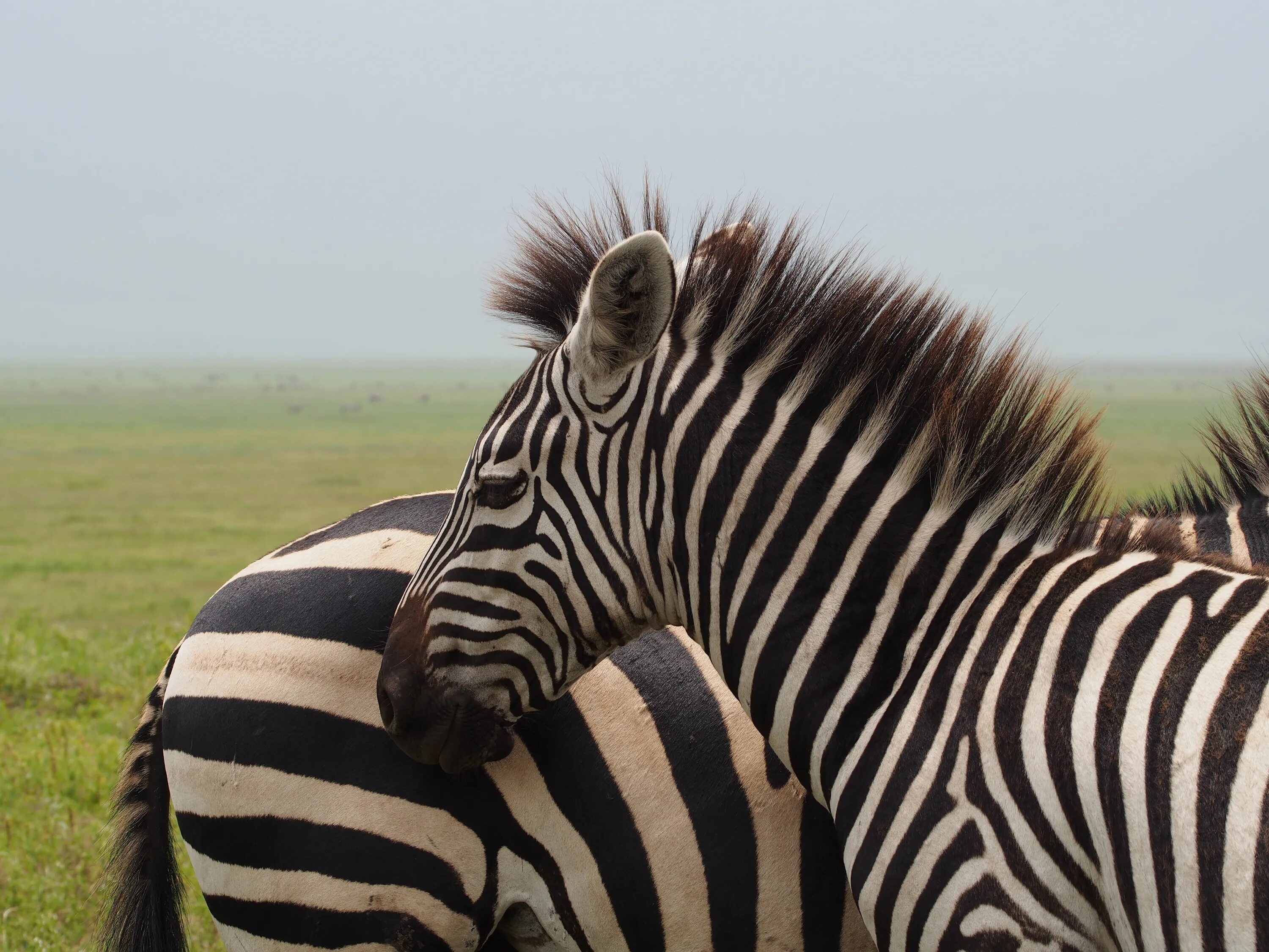 These Eight Traits Separate Mammals From Other Vertebrates Zebra, Zebra pictures