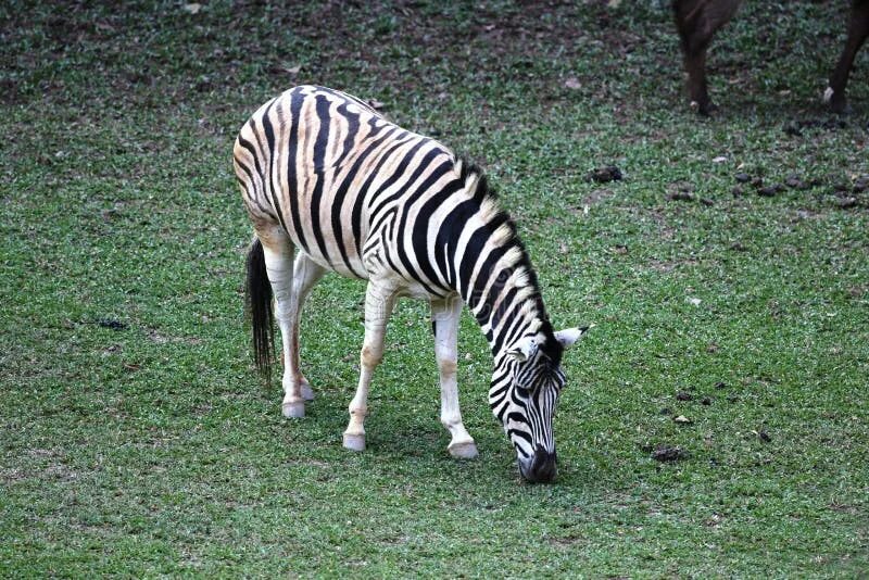 Полосатые животные картинки Zebra eating grass stock photo. Image of nature, design - 50391370