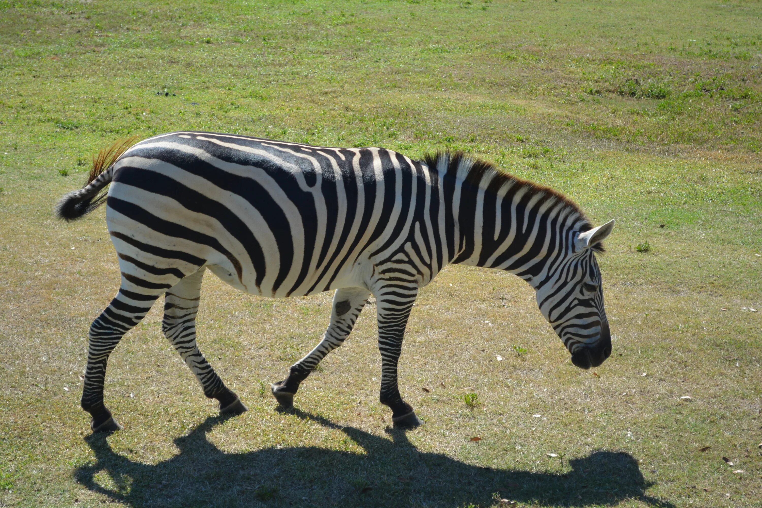 Полосатые животные картинки Free Images : wildlife, zoo, park, fauna, savanna, zebra, vertebrate, horse like