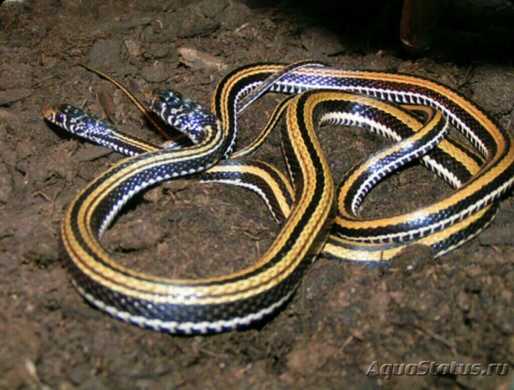 Полосатые змеи фото Уж азиатский полосатый (Xenochrophis vittatus) (Справочник террариумных животных