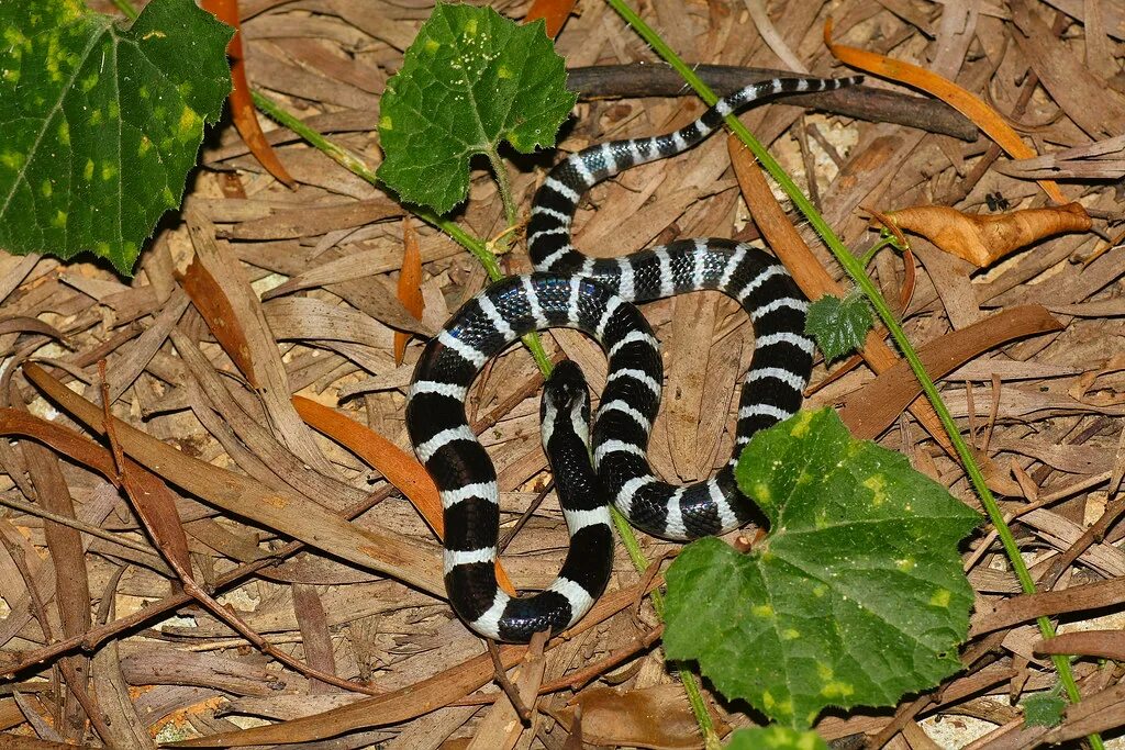 Полосатые змеи фото Many-Banded Krait Bungarus multicinctus multicinctus 銀 環. Flickr