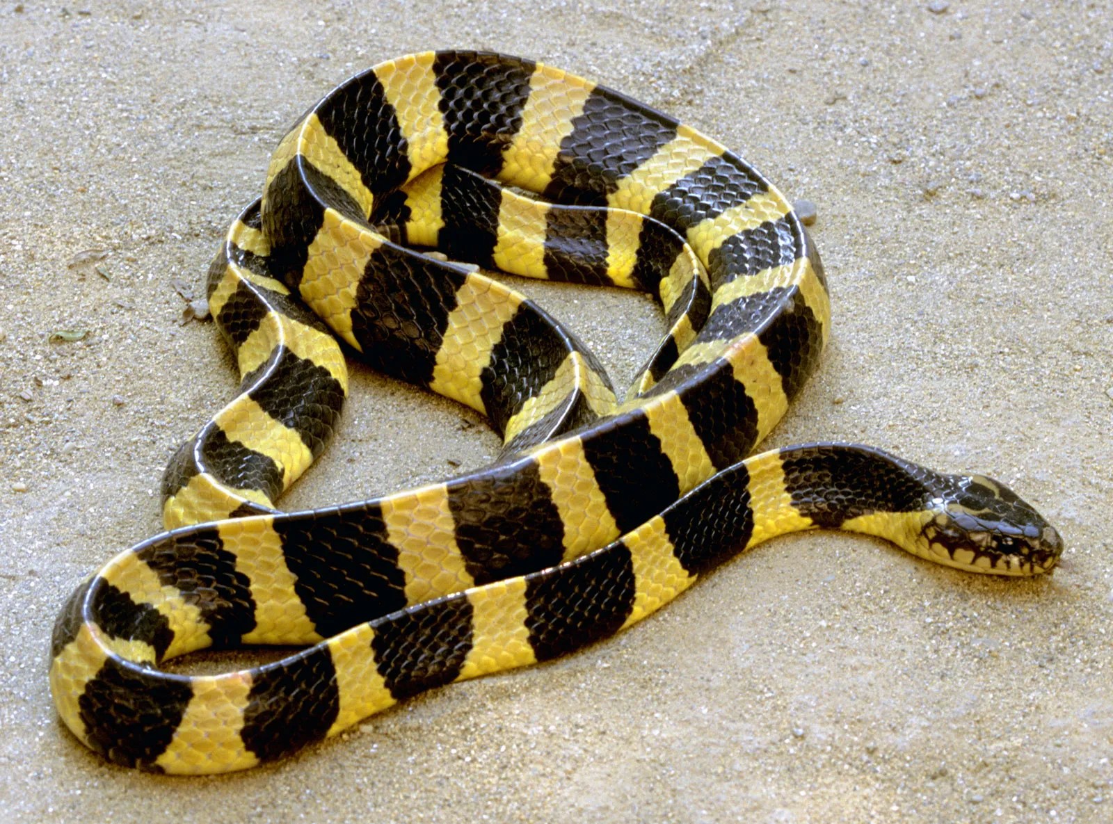 Полосатые змеи фото Dangerous snakes - 9 of the Worlds Deadliest Snakes Britannica