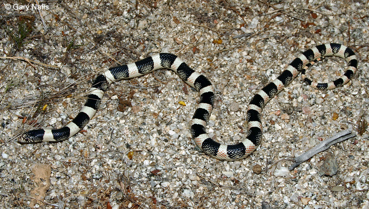 Полосатые змеи фото Long-nosed Snake - Rhinocheilus lecontei