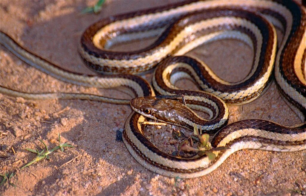 Полосатые змеи фото Файл:Bernier's Striped Snake (Dromicodryas bernieri) (10293272993).jpg - Википед