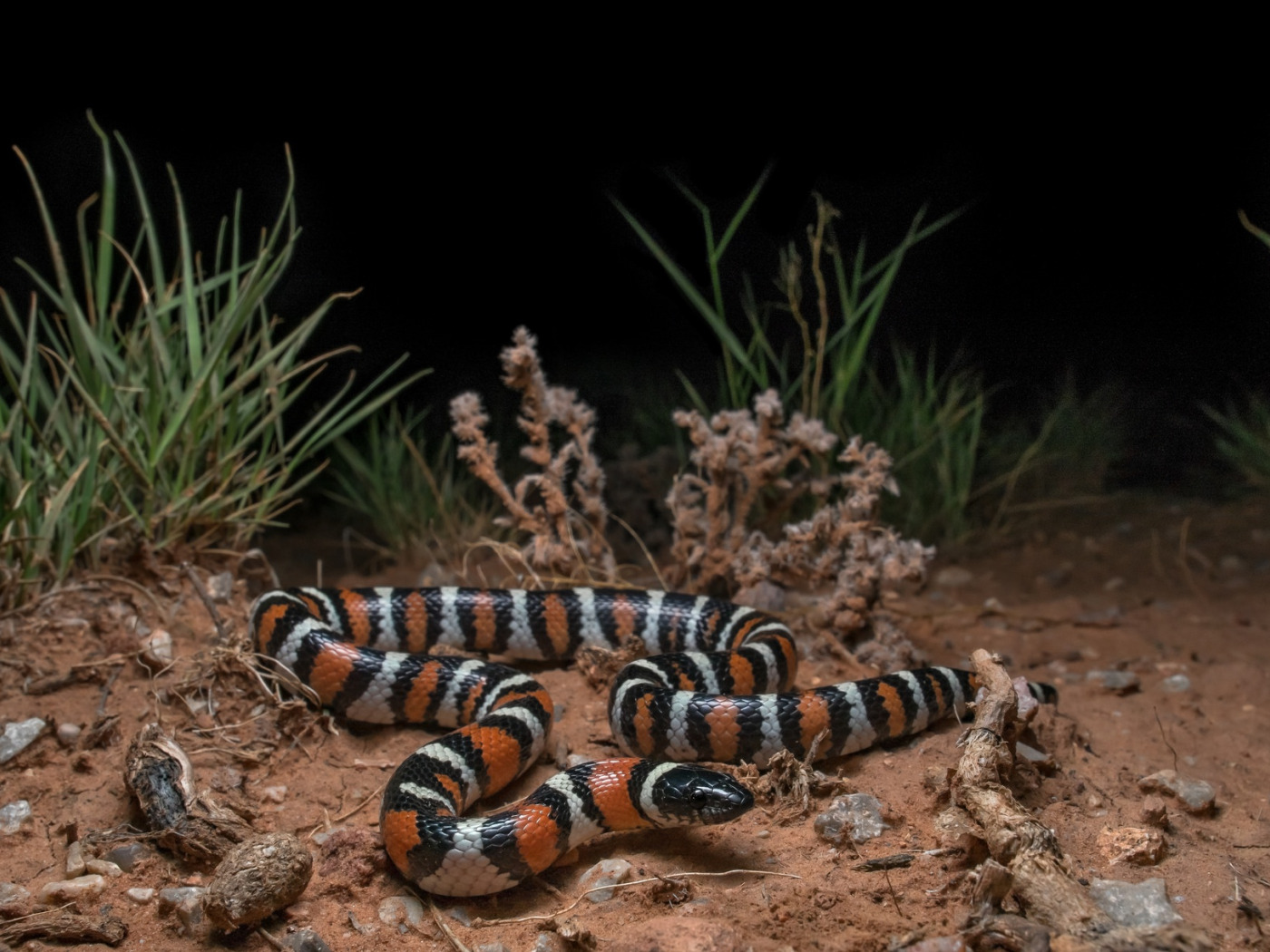 CalPhotos: Naja nigricincta; Zebra Spitting Cobra