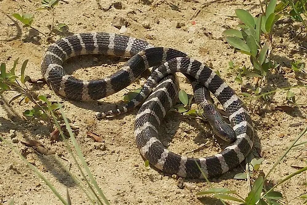 Полосатые змеи фото Snake. Many banded Krait. 銀 環 蛇 . Bungarus multicinctus multicinctus HONG KONG A