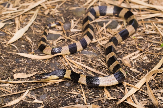 Полосатые змеи фото Полосатая крайт-змея, bungarus fasciatus, очень ядовитая змея в дикой природе. П