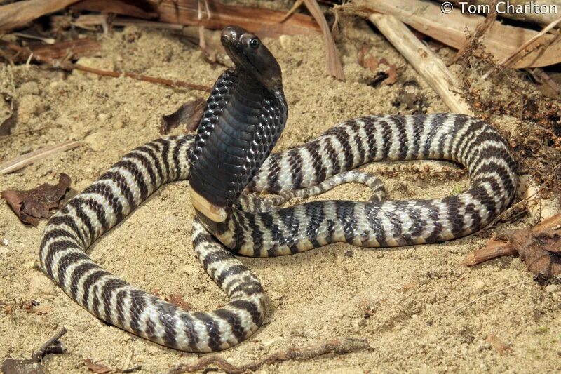 Полосатые змеи фото CalPhotos: Naja nigricincta; Zebra Spitting Cobra