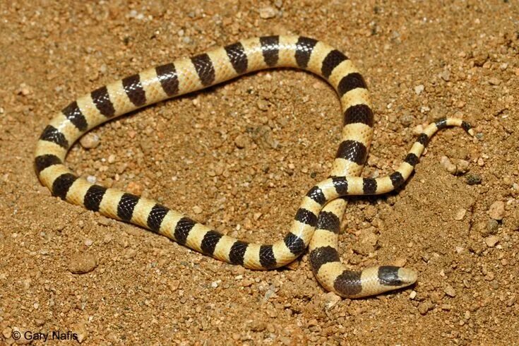 Полосатые змеи фото California Snakes Photo Index Snake photos, Black and yellow snake, Yellow snake