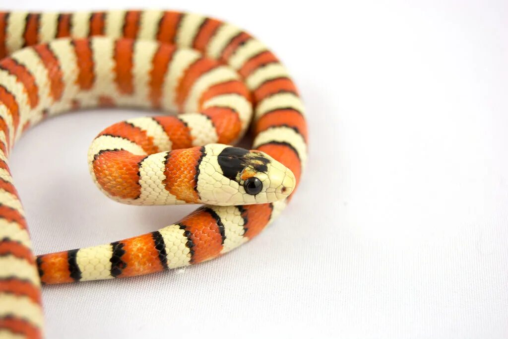 Полосатые змеи фото Agni Female Arizona Mountain kingsnake. Thanks for all the. Flickr