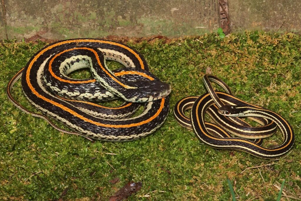 Полосатые змеи фото Eastern Gartersnake vs. Orange-striped Ribbonsnake Flickr