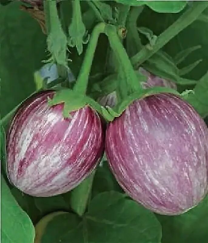 File:Eggplant scab 2017 O.jpg - Wikimedia Commons