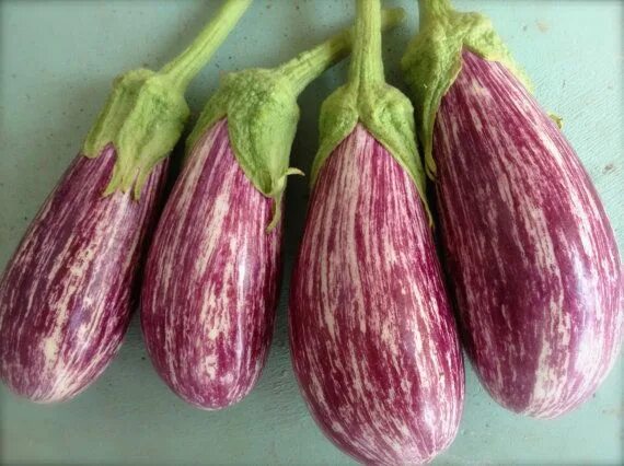 Полосатый баклажан фото FREE SHIPPING Organic Heirloom Listada de Gandia Eggplant Seeds Rare Best Seller