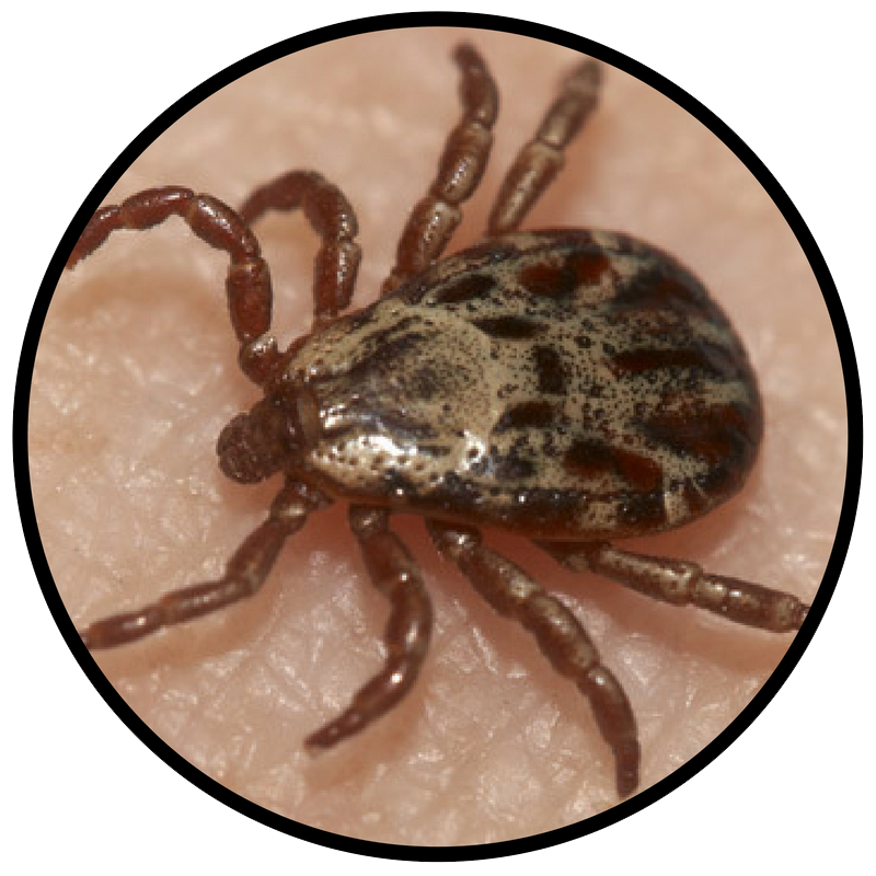 Полосатый клещ фото и описание Tick Insect PNG Isolated HD - PNG Mart