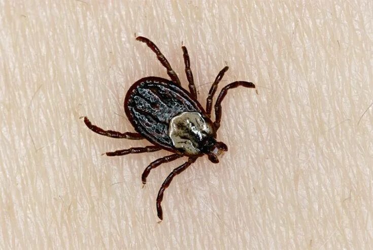 Полосатый клещ фото и описание Resultado de imagen para tick Ticks, Brown dog tick, Dog biting