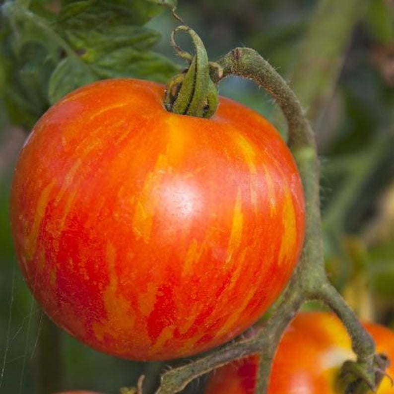 Полосатый помидор название и фото USA SELLER Mr Stripey Bi-colored Tomato 25 Seeds HEIRLOOM Solanum Lycopersicum -