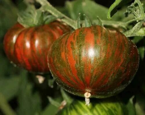 Полосатый шоколад томат фото Chocolate Striped Beefsteak Tomato - 5+ seeds - Semillas - Graines - Samen P 046