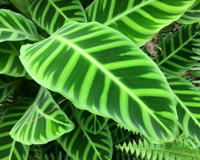 Полосатый цветок комнатный название с фото Calathea 'Zebrina' Easy house plants, Zebra plant, Calathea