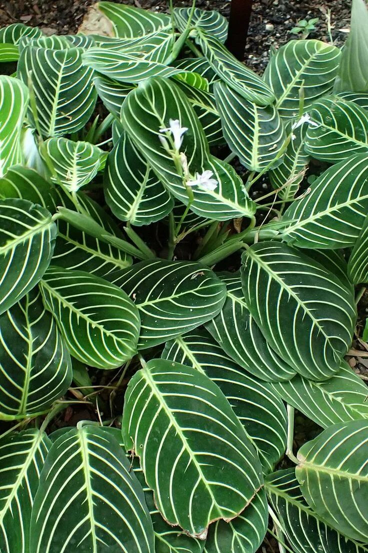 Полосатый цветок комнатный название с фото Maranta leuconeura Marisela Plant care, Low light plants, Prayer plant care