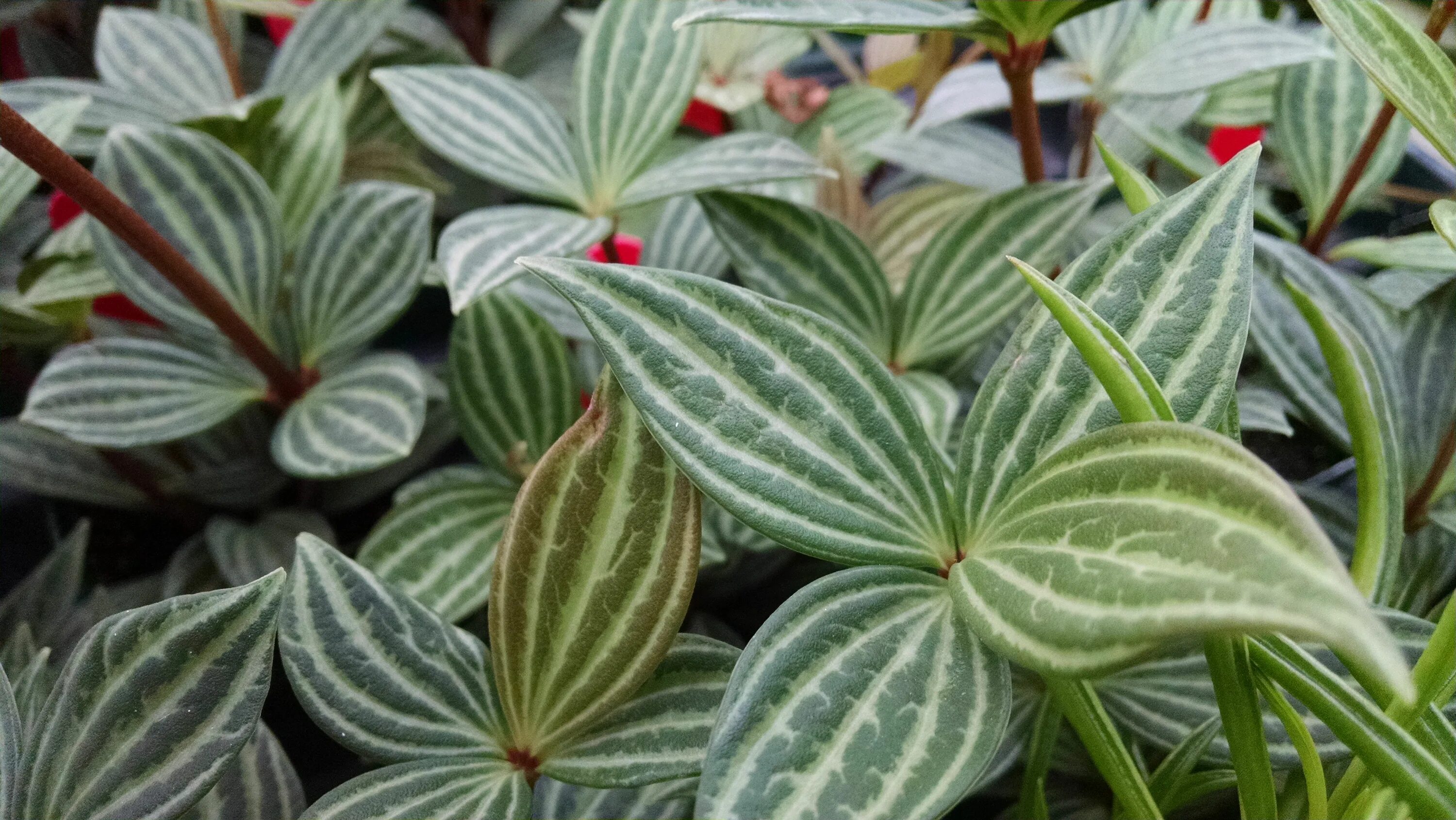 Полосатый цветок комнатный название с фото Parallel Peperomia Houseplants by Studley's Peperomia, Plant leaves, Houseplants