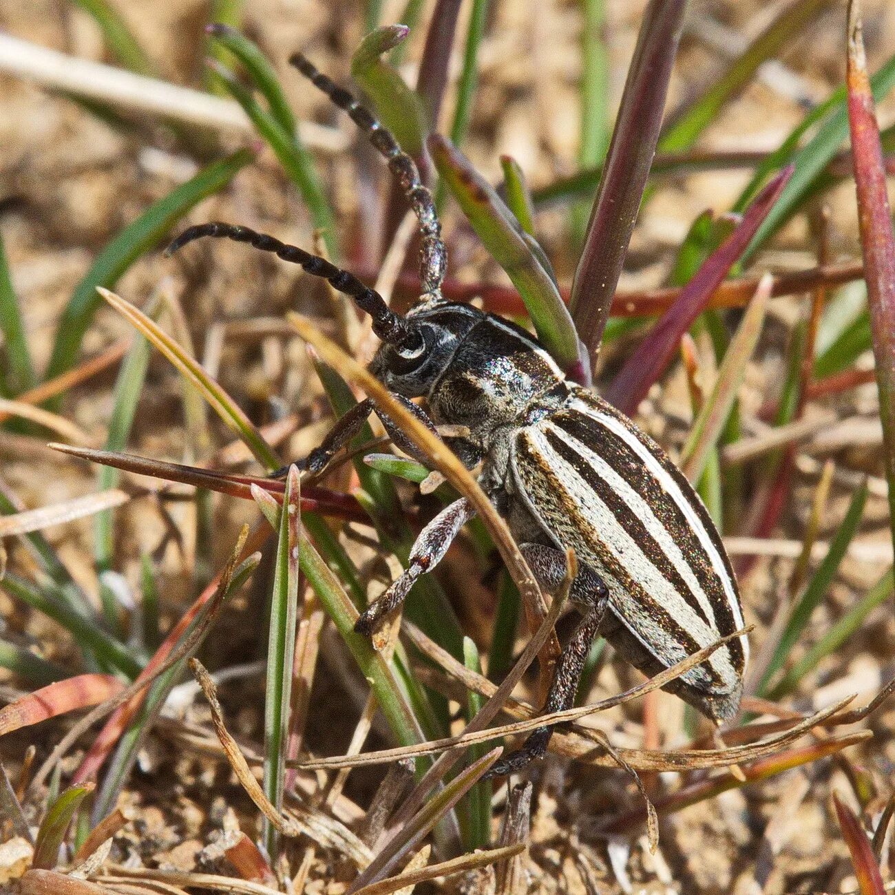 Полосатый жук фото Триба Dorcadionini: Dorcadion (Cribridorcadion) elegans Kraatz, 1873 (Cerambycid