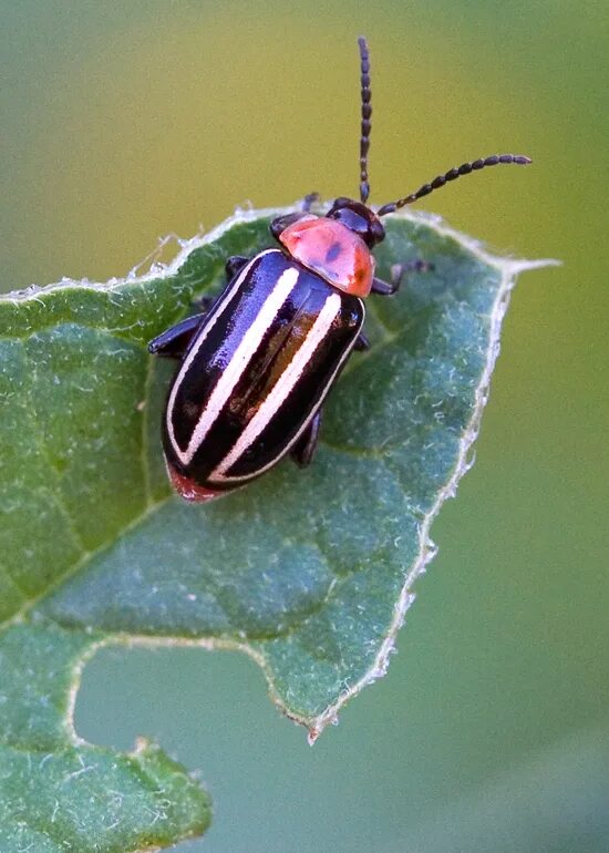 Полосатый жук фото bug Mike Powell