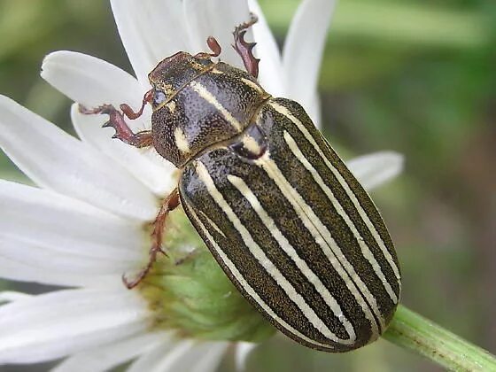 Полосатый жук фото Ten lined June Beetle - Polyphylla crinita - BugGuide.Net