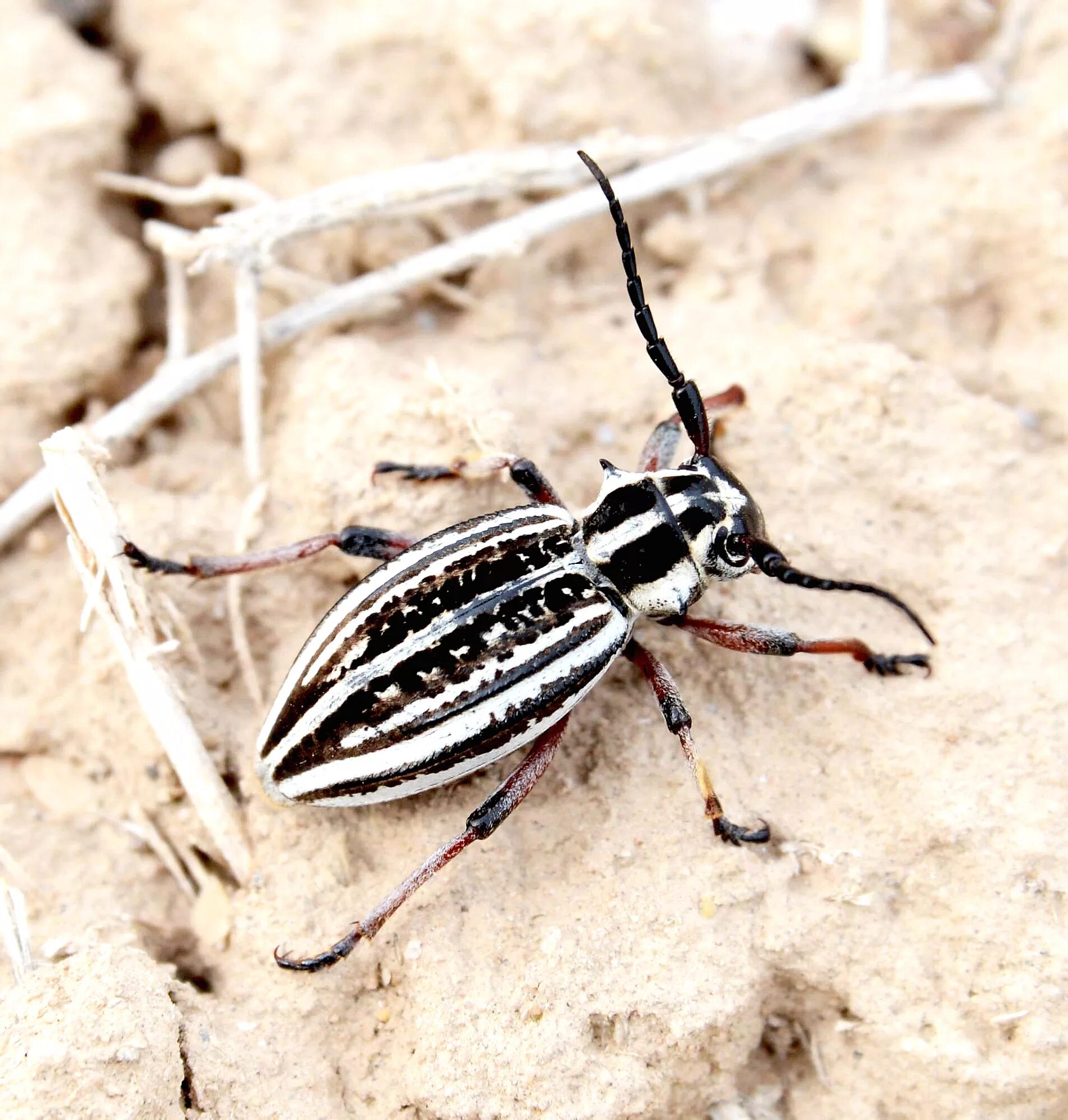 Полосатый жук фото Триба Dorcadionini: Dorcadion (Acutodorcadion) mystacinum rufidens Jakovlev, 190