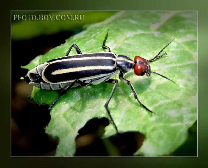 Полосатый жук фото Красноголовая шпанка Epicauta erythrocephala (Pall., 1776) (автор фото - О.И. Бо