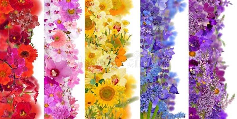 Полоска цветов фото Set of Five Strips from Flowers Isolated on White Stock Photo - Image of purple,