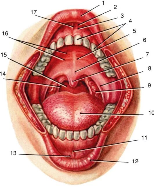 Полость горла фото ГЛАВА 5 ГОЛОВА, CAPUT