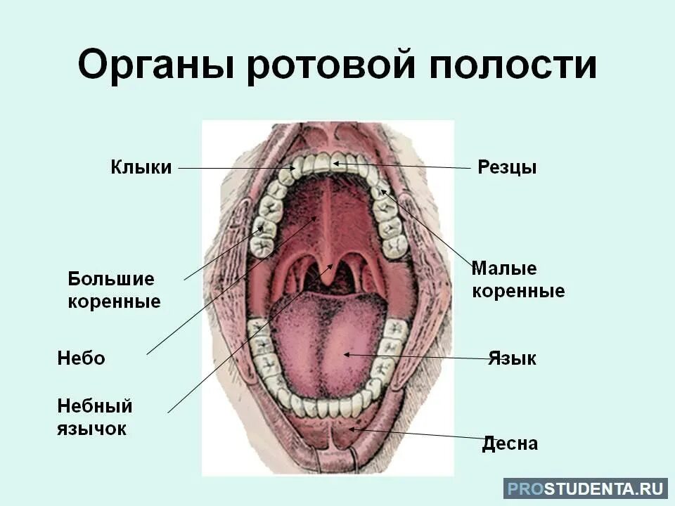 Полость горла фото Внутренняя полость рта