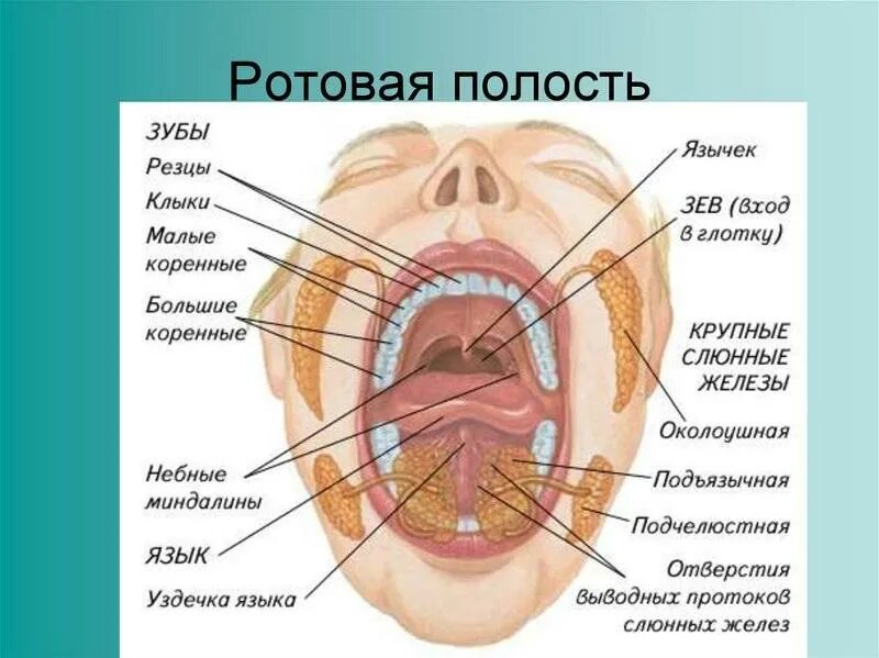 Полость горла фото Ответы Mail.ru: Появился шарик после увеличения губ