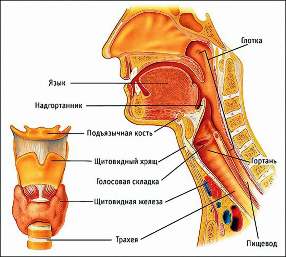 Полость горла фото Пин на доске 1 Анатомия и физиология, Учащиеся медучилища, Преподавание биологии