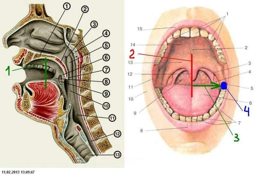 Полость горла фото Внутренняя полость рта