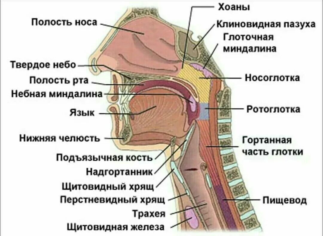 Полость горла фото Пин от пользователя Вика Горбань на доске Анатомия Углубленное изучение биологии