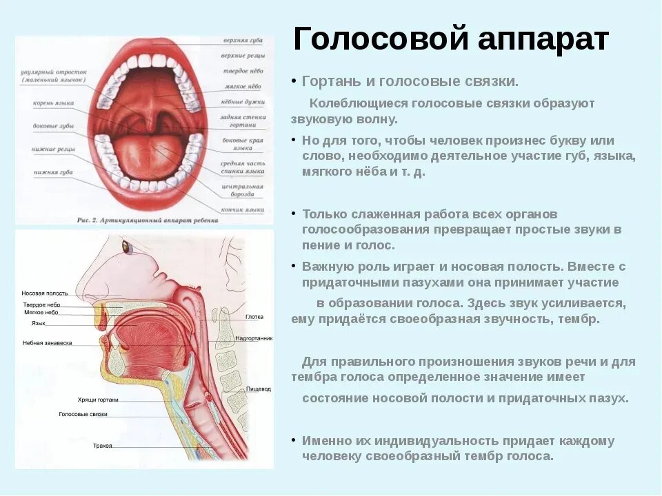 Полость горла фото Эталонному звуку свойственны: 1. Близость звучания на протяжении всего диапазона