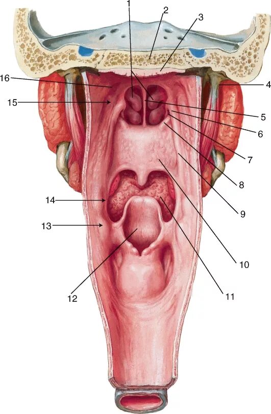 Полость горла фото АНАТОМИЯ ПОЛОСТИ РТА И ЗУБОВ