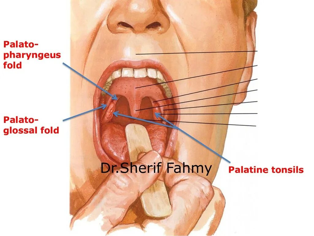 Полость горла фото Anatomy of the Neck - Speaker Deck