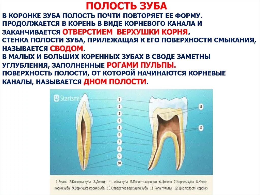 Полость зуба фото Полость коронки зуба