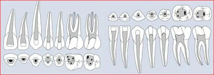 Полость зуба фото Pin on Quick Saves