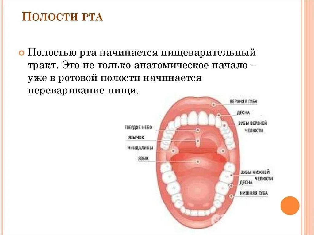 Полости рта симптомы фото У ребенка стоматит на языке: в чем заключается лечение язвочек во рту?