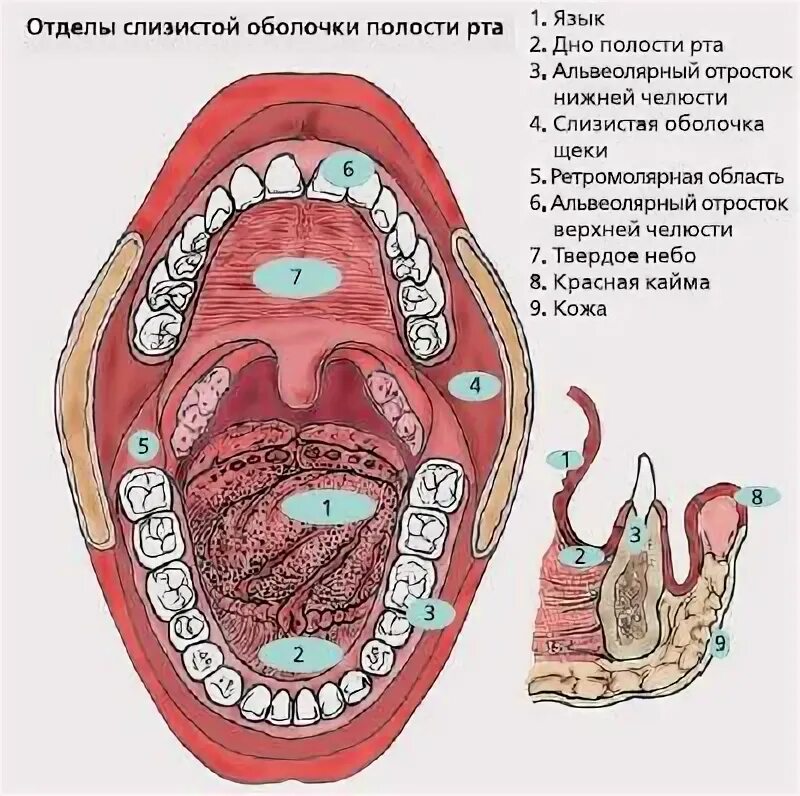 Полости рта симптомы фото Образование под языком - Арт Минск.ру