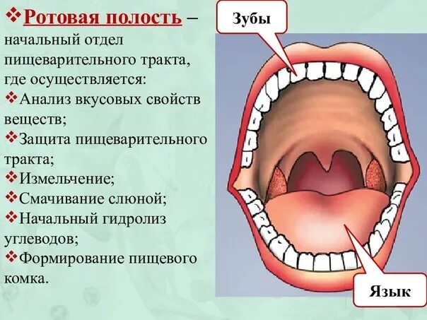 Полости рта симптомы фото #онкология_3_занятие@otv6k Алгоритмом действий при оказании помощи пациенту с оп