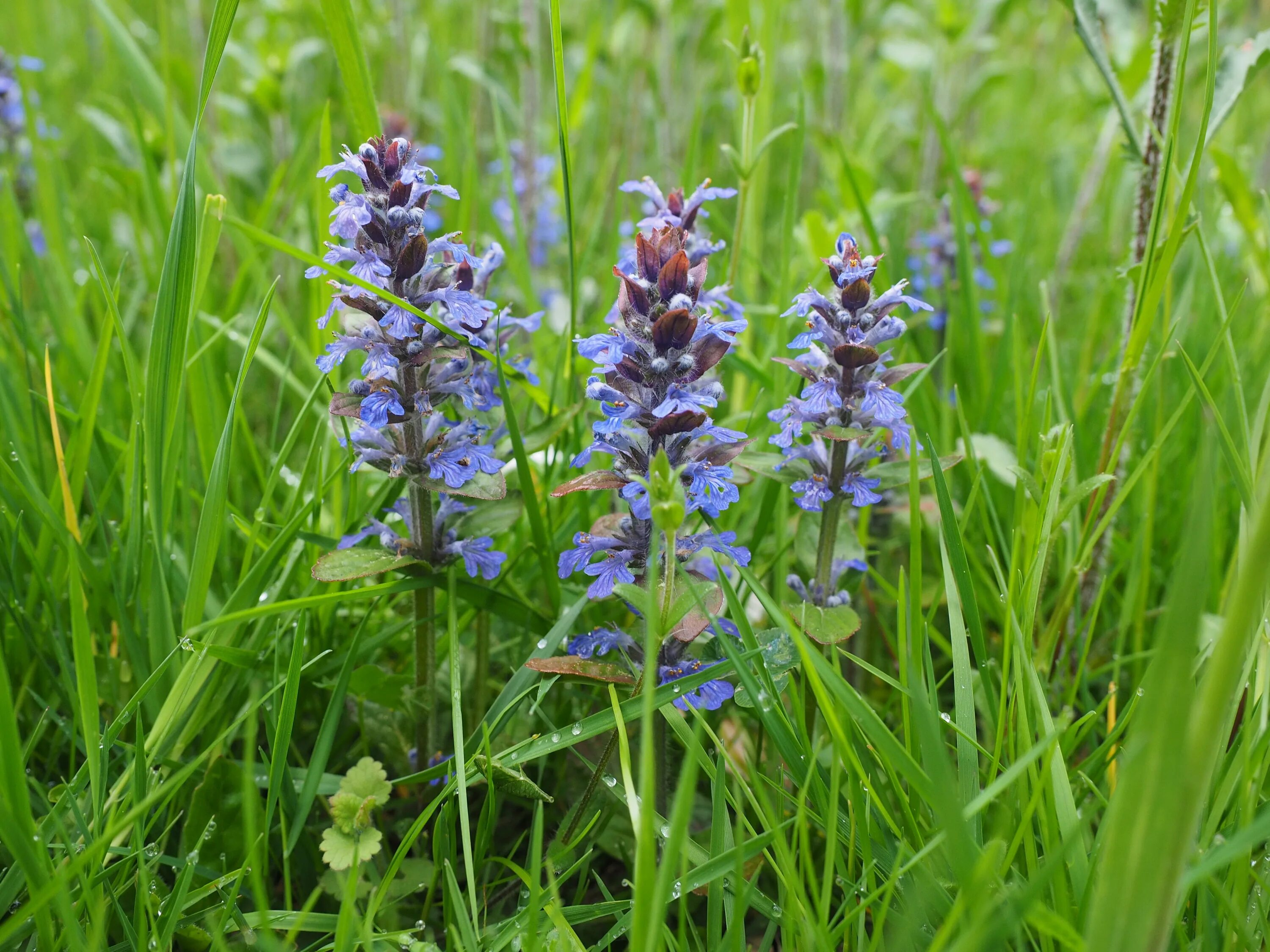 Полосы россии фото и названия Free Images : nature, meadow, prairie, herb, botany, blue, flora, wildflower, fl