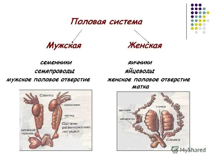 Половая система фото Презентация по биологии на тему "Половое размножение организмов. Мейоз" 9 класс