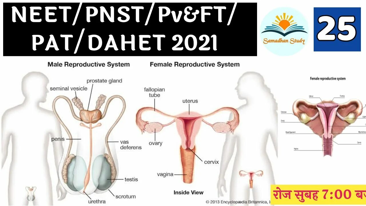 Половая система фото Biology Live Class Reproductive System Class-25 NEET/PNST/Railway/SSC Choudhary 